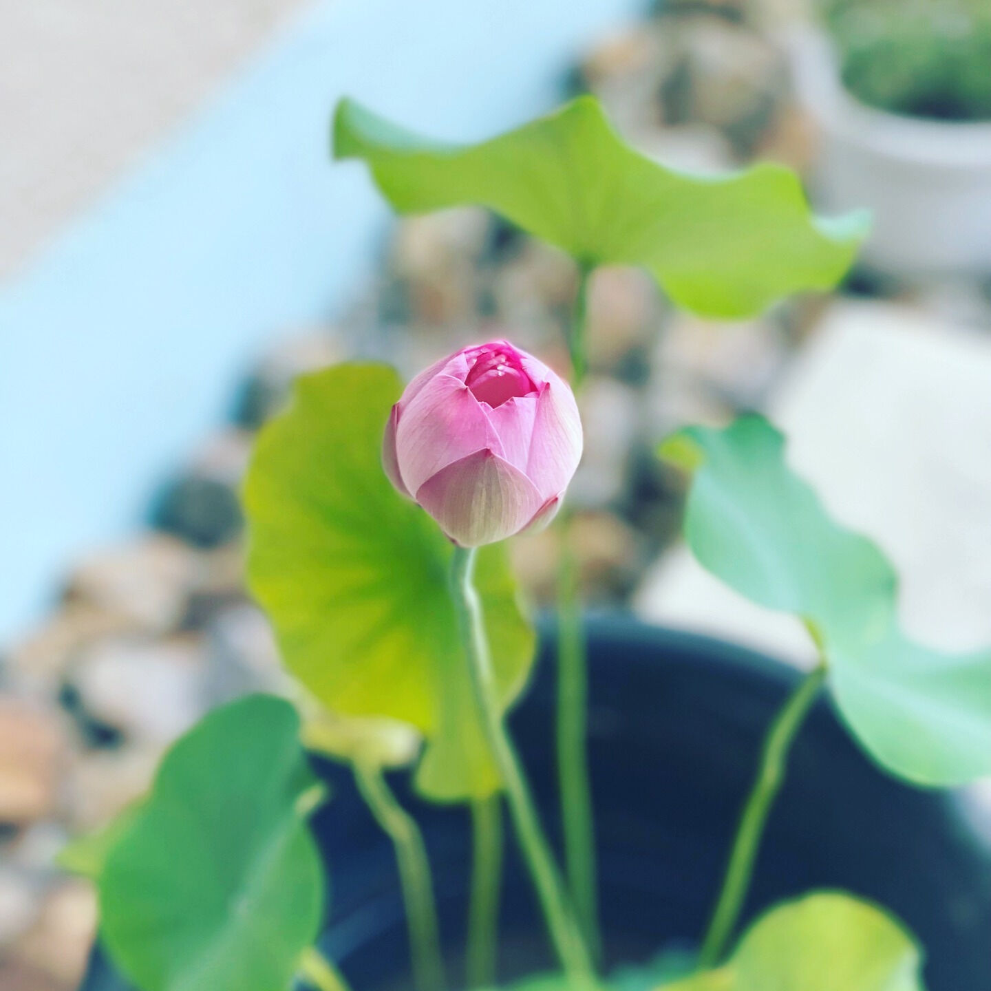長雨の季節、少しのあいだ晴れた日が続きそうですね