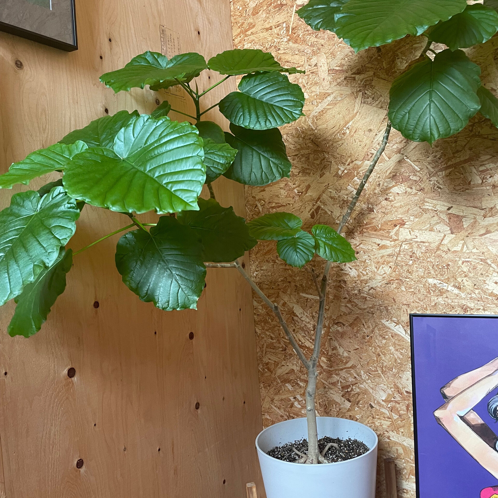 寒さがやってくると、部屋の暖かさが恋しくなりますね