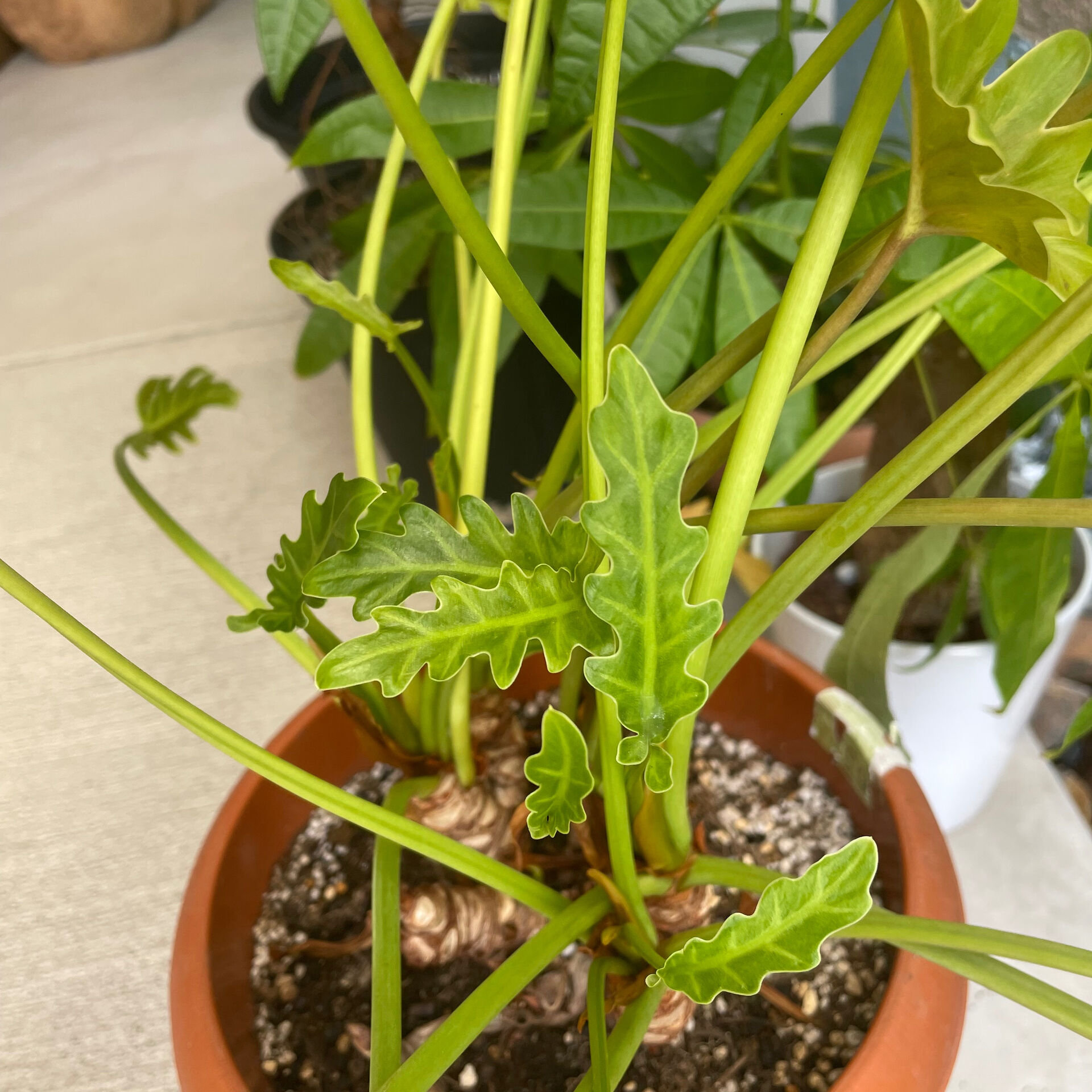 寒さがやってくると、部屋の暖かさが恋しくなりますね